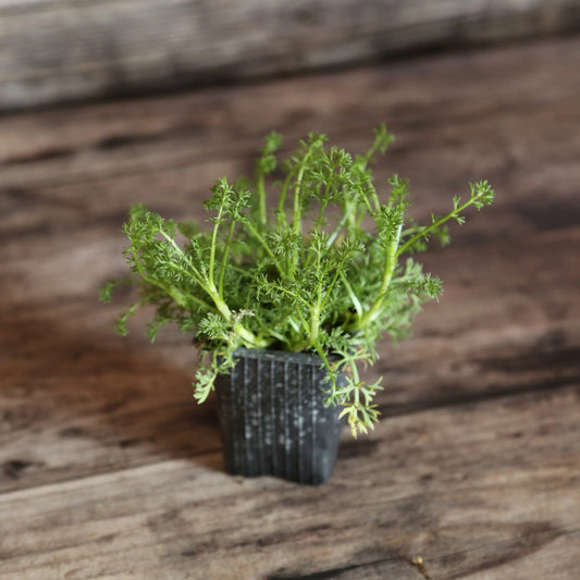 CAMOMILLE ROMAINE A FLEURS DOUBLES AB - PLANT 