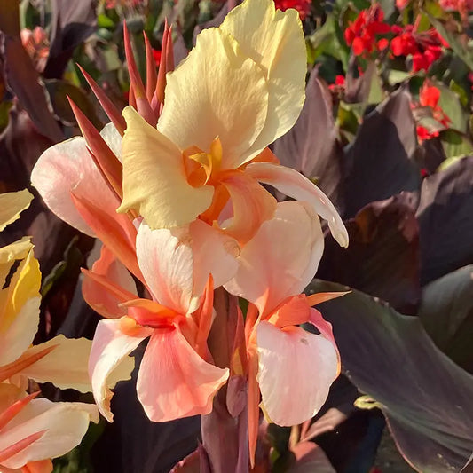 CANNA HAUT ANGÈLE MARTIN 