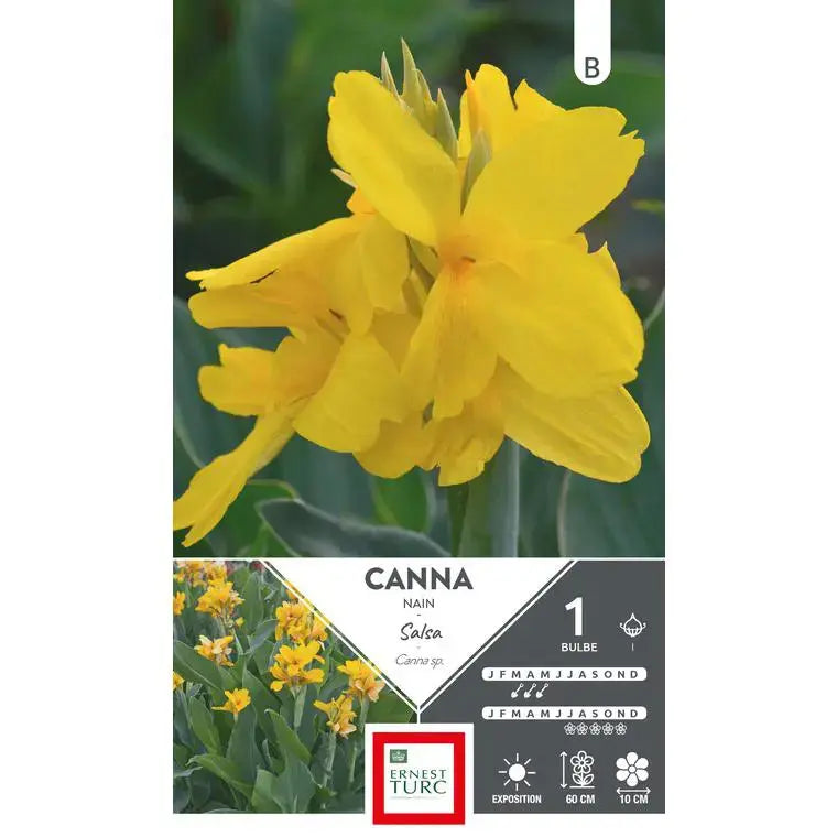 CANNA NAIN SALSA 