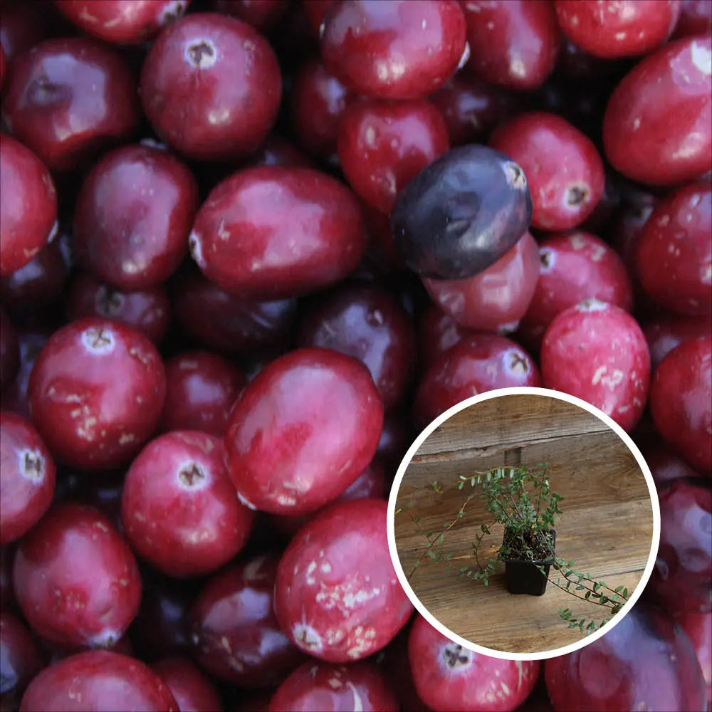 CANNEBERGE CROWLEY (Cranberry) AB - PLANT 