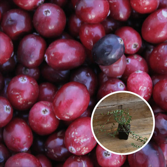 CANNEBERGE CROWLEY (Cranberry) AB - PLANT 