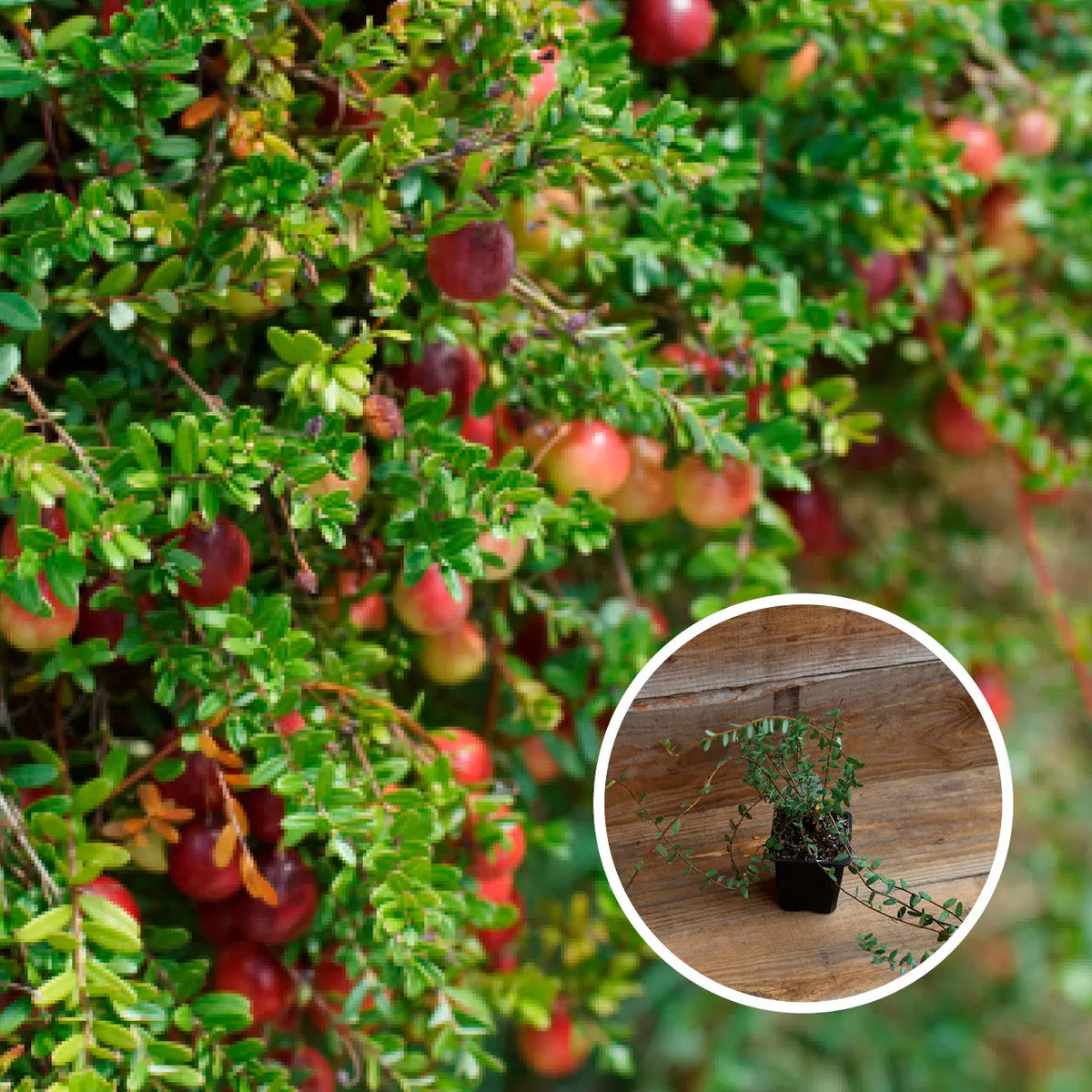 CANNEBERGE EARLY BLACK (Cranberry) AB - PLANT 