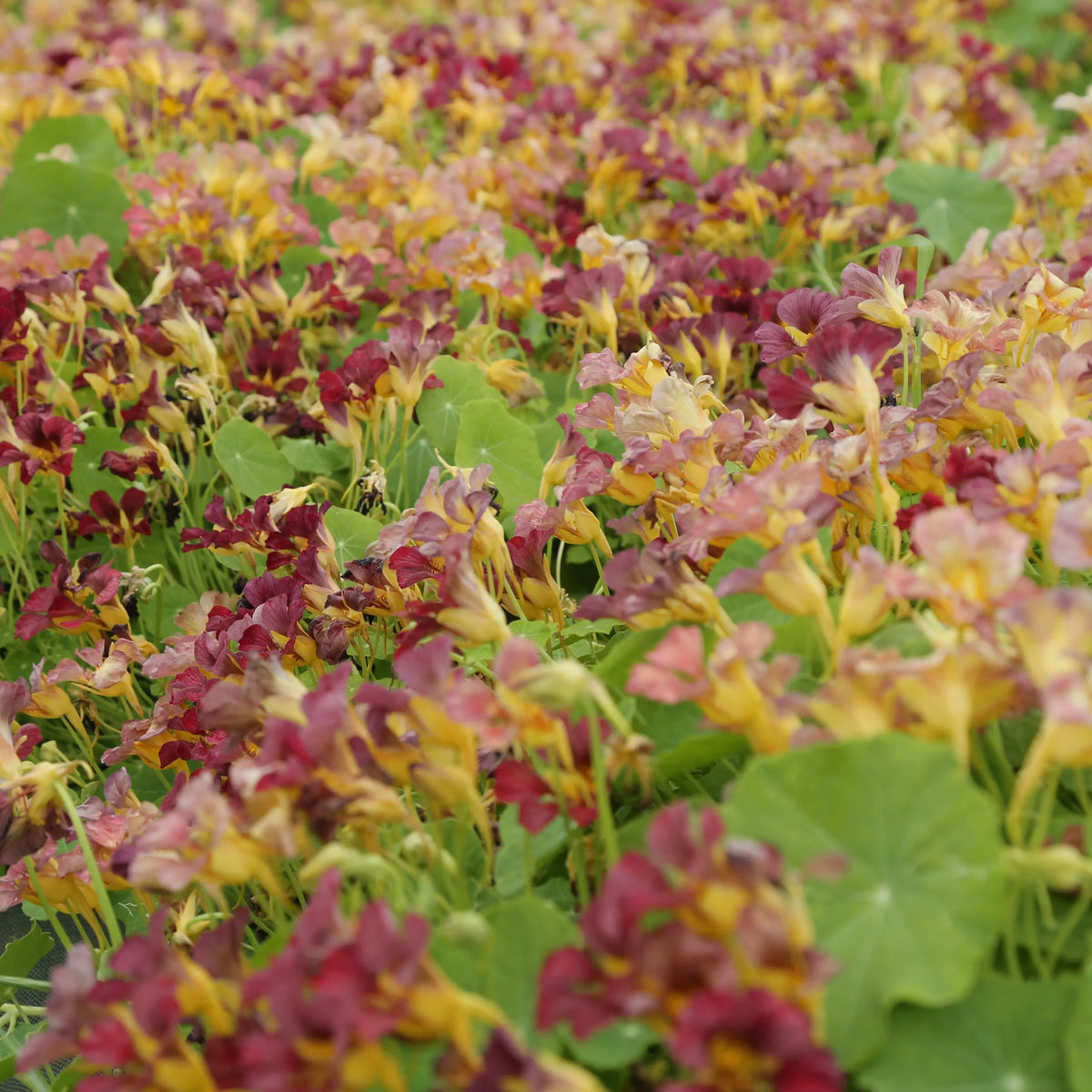 CAPUCINE NAINE PURPLE EMPEROR  AB - PLANT 
