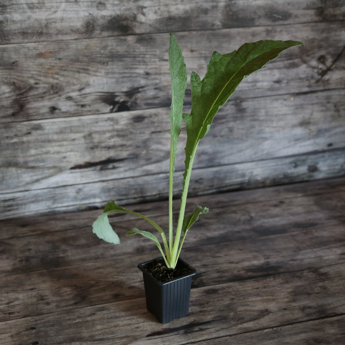 CARDON AB - PLANT 