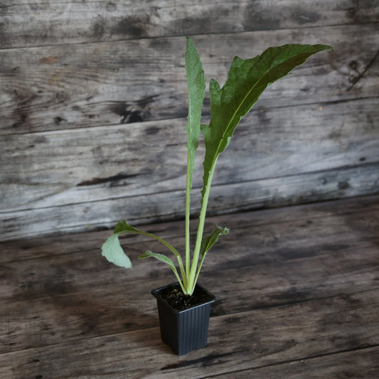 CARDON AB - PLANT 