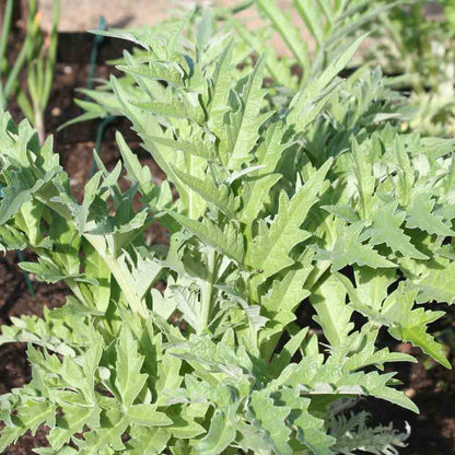 CARDON BLANC AMELIORE AB 