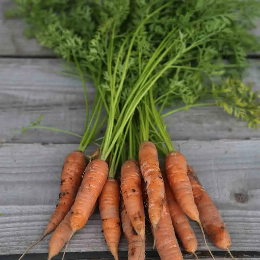 CAROTTE BERLICUM 2 AB 
