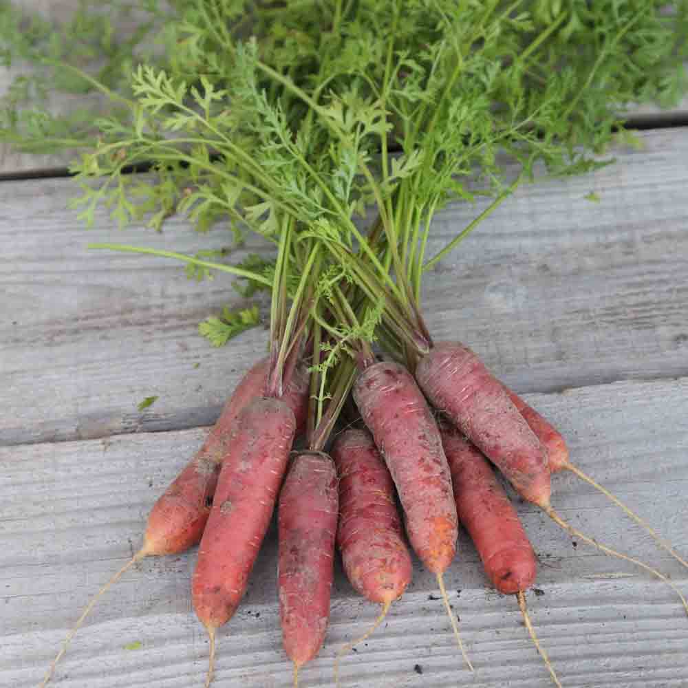 CAROTTE LONGUE ROUGE SANG AB 