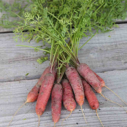 CAROTTE LONGUE ROUGE SANG AB 