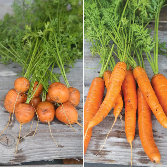 CAROTTES EN MÉLANGE MARCHÉ DE PARIS 3, NANTAISE 2 AB 
