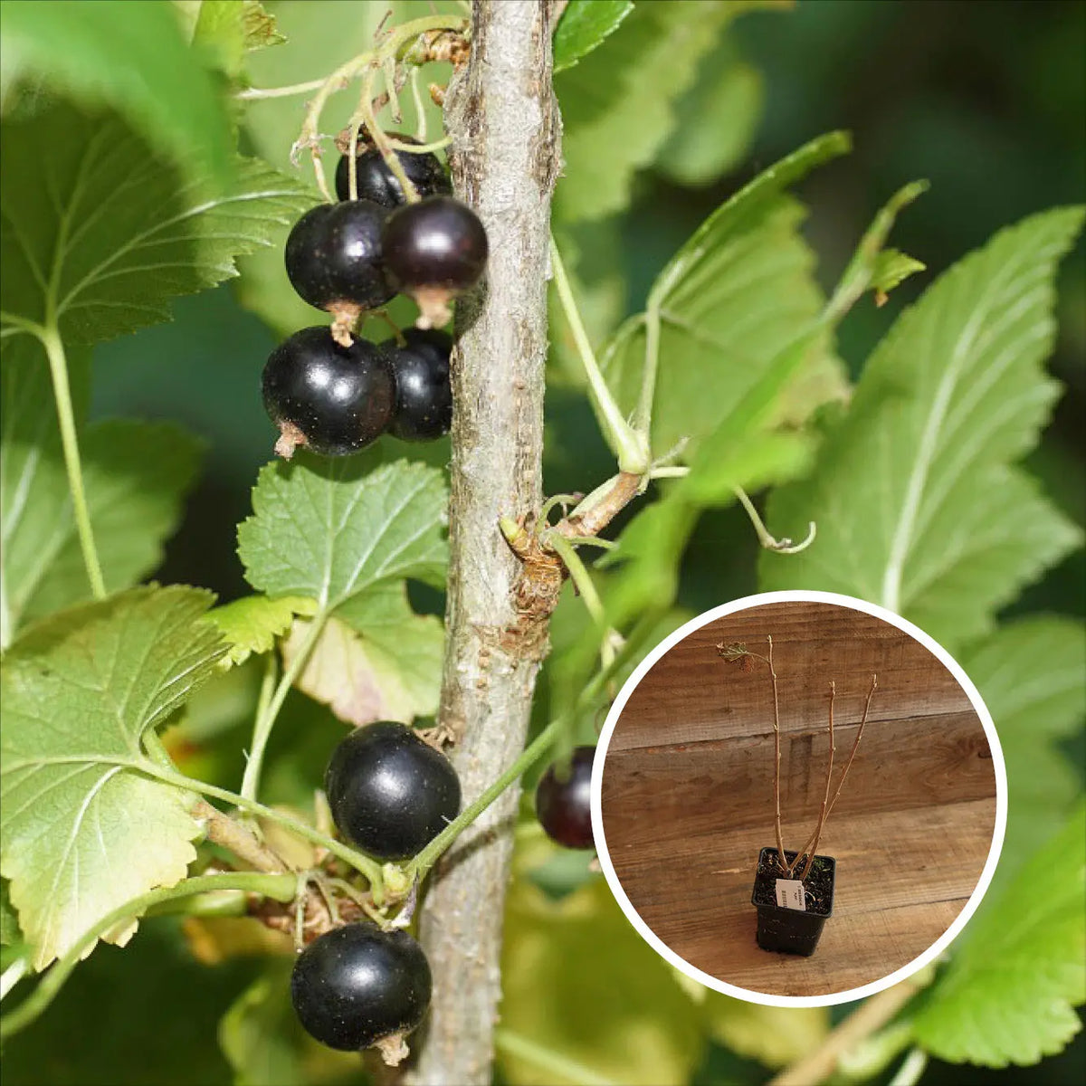 CASSIS BIGNO AB - PLANT 