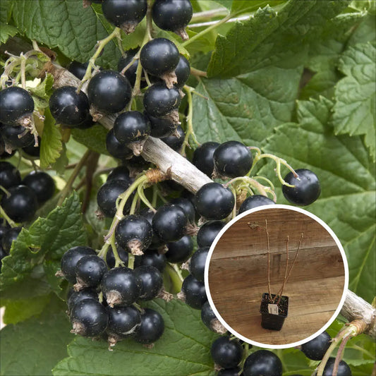 CASSIS BLACK MARBLE AB - PLANT 