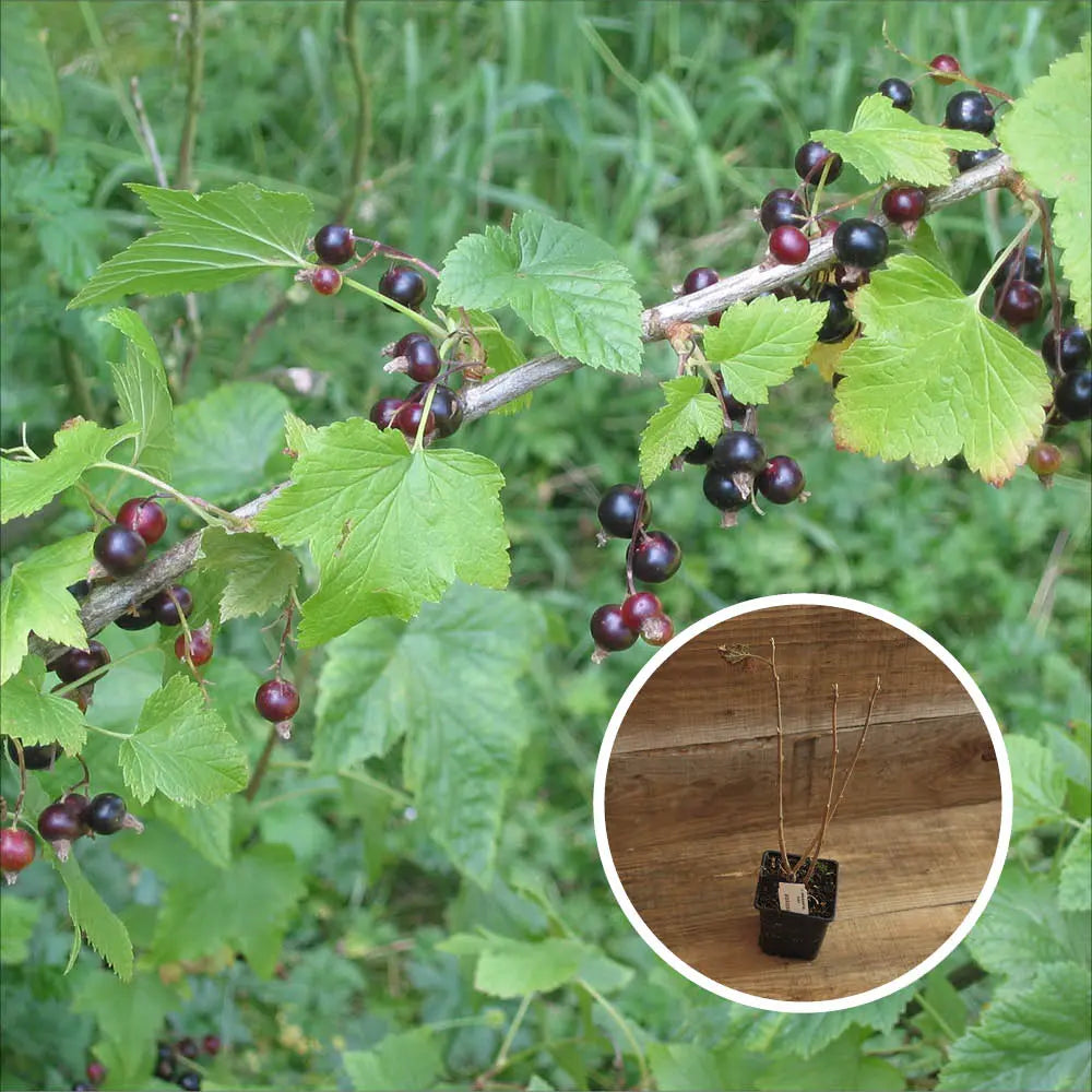 CASSIS BLACK N' RED AB - PLANT 