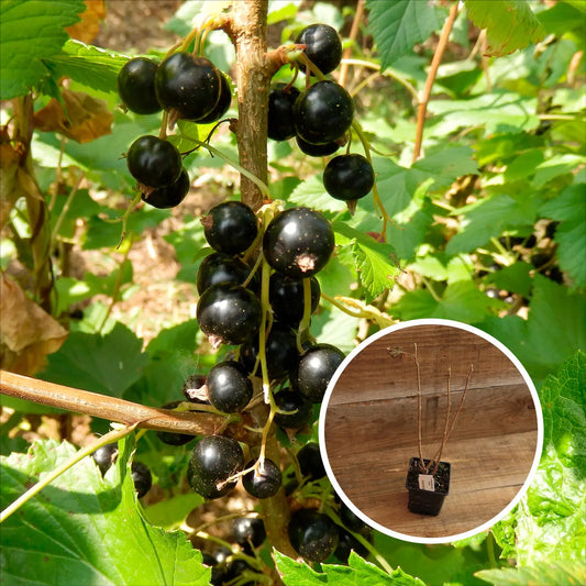 CASSIS BLACKDOWN AB - PLANT 