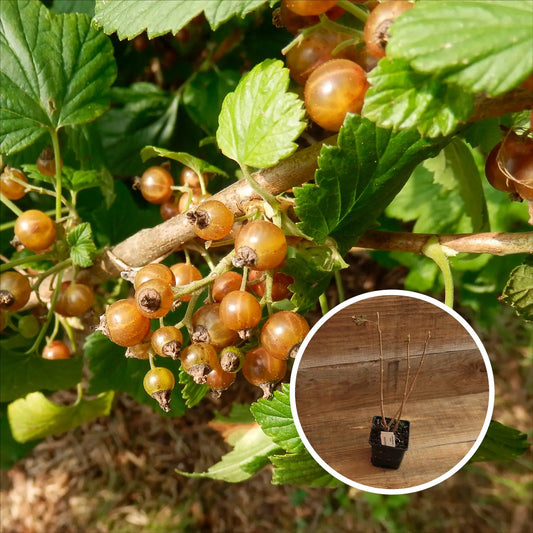 CASSIS BLANC AB - PLANT 