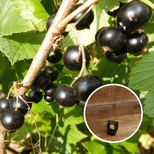 CASSIS NOIR ANDEGA AB - PLANT 