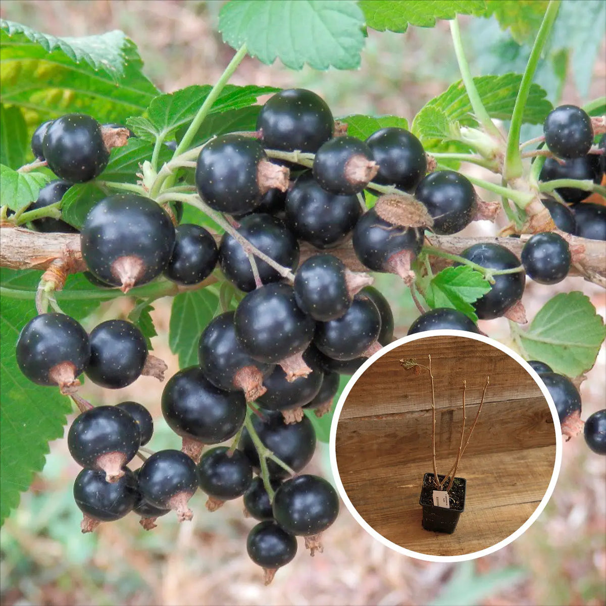 CASSIS NOIR DE BOURGOGNE AB - PLANT 