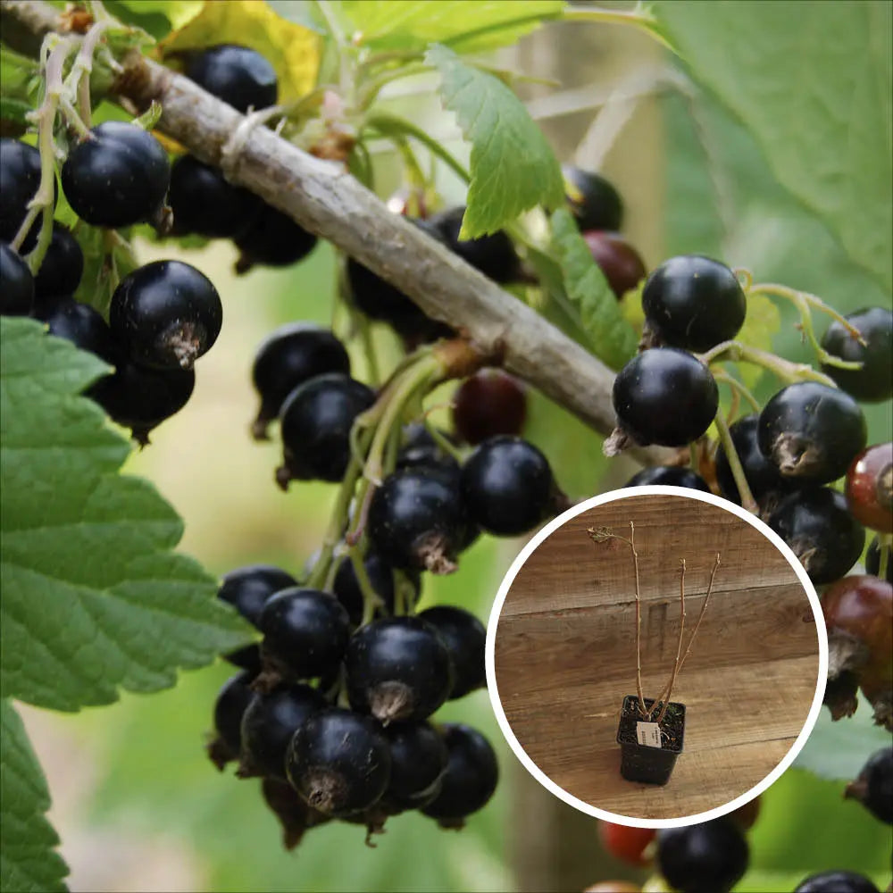 CASSIS NOIROMA AB - PLANT 