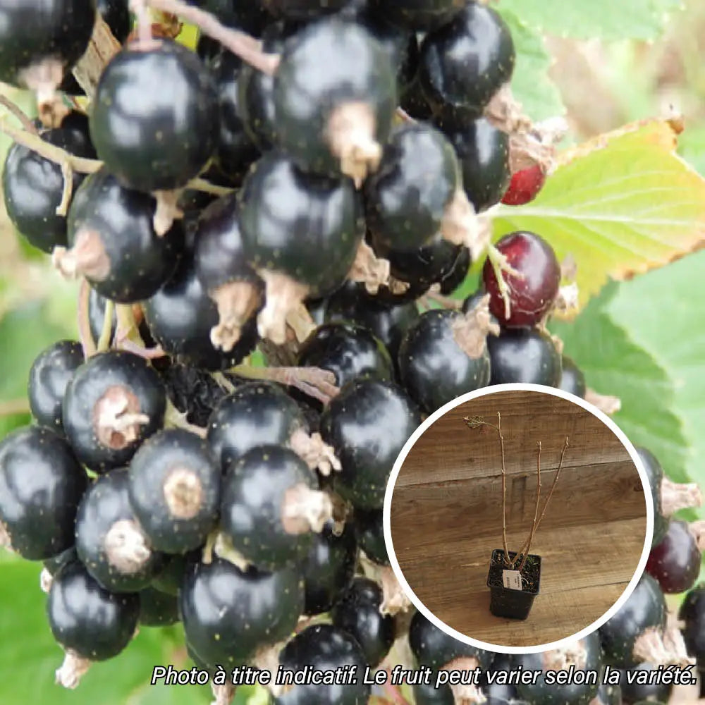 CASSIS OJEBLANC AB - PLANT 