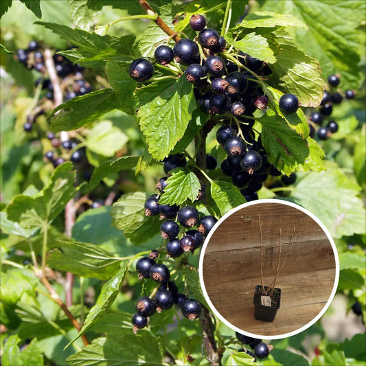 CASSIS ROYAL DE NAPLES AB - PLANT 