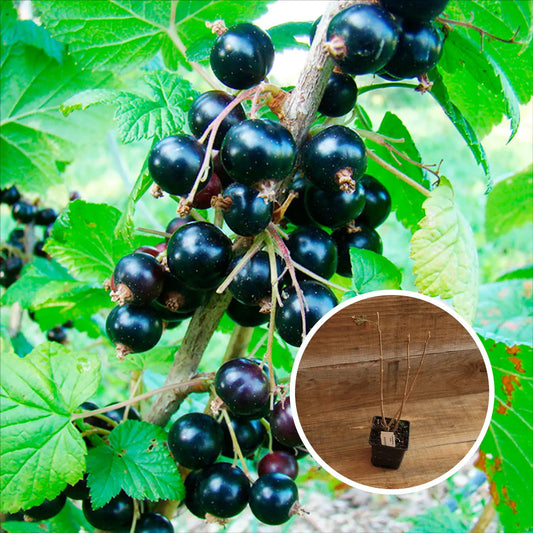 CASSIS TRADIMEL AB - PLANT 