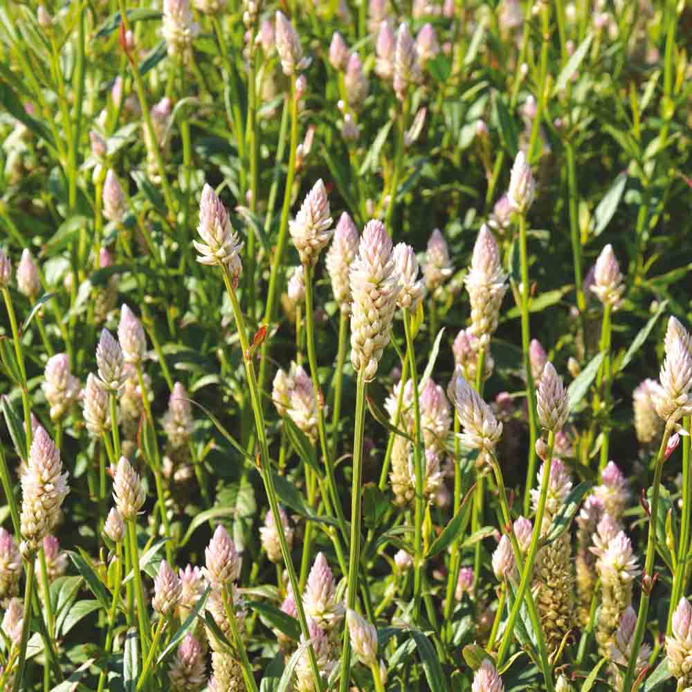 CELOSIE FLAMINGO PINK NT 