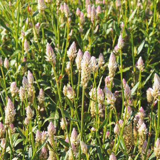 CELOSIE FLAMINGO PINK NT 