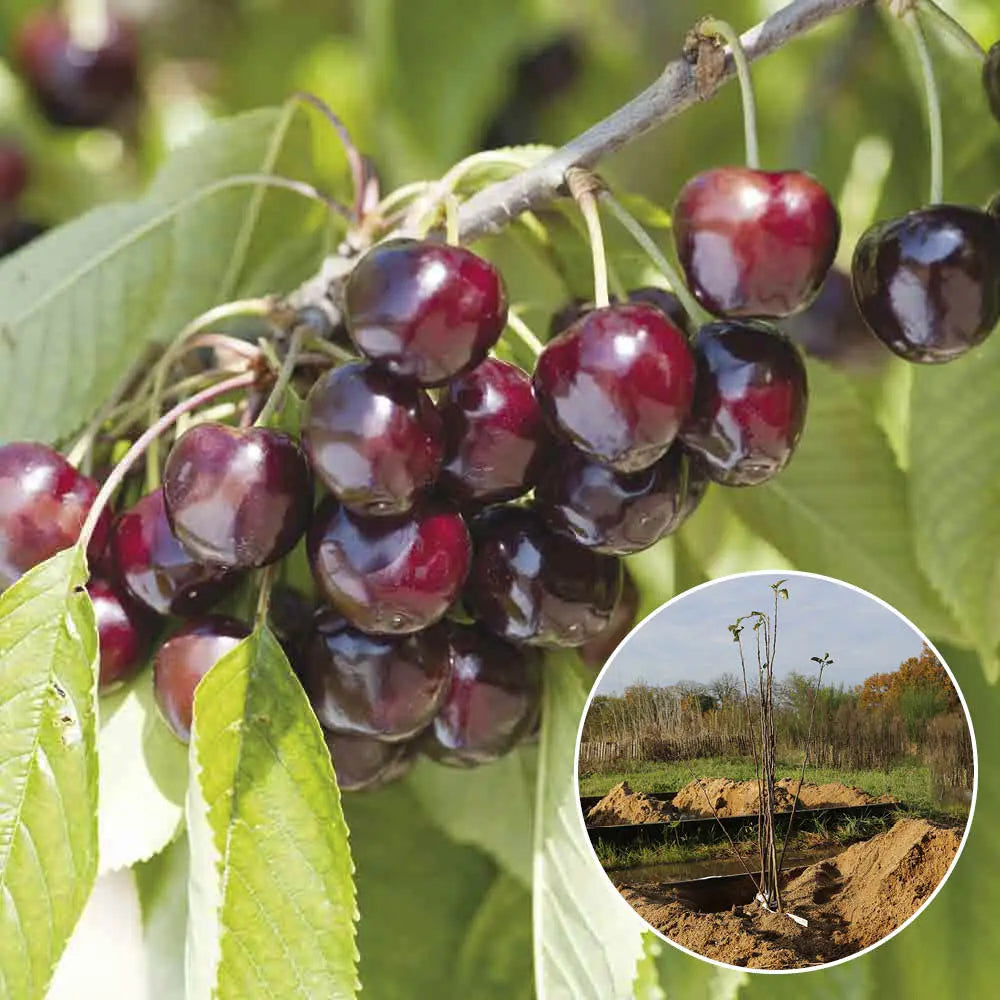 CERISIER BIGARREAU REVERCHON AB 