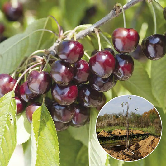 CERISIER BIGARREAU REVERCHON AB 