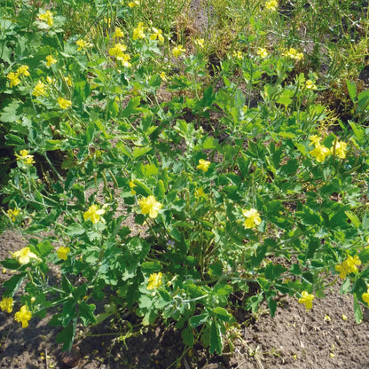 CHELIDOINE AB - PLANT 