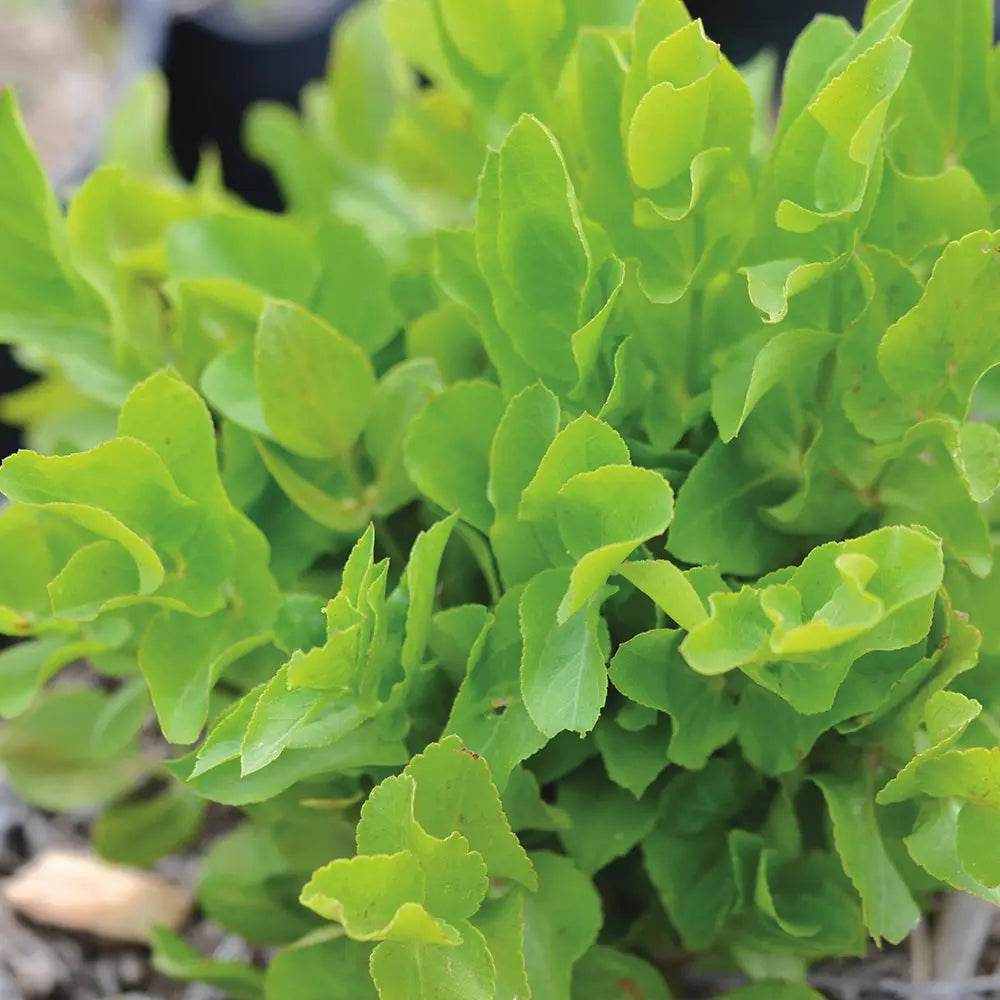 CHERVIS AB - PLANT 