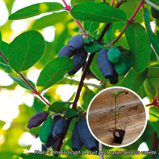 CHEVREFEUILLE COMESTIBLE BLUE PAGODA AB - PLANT 