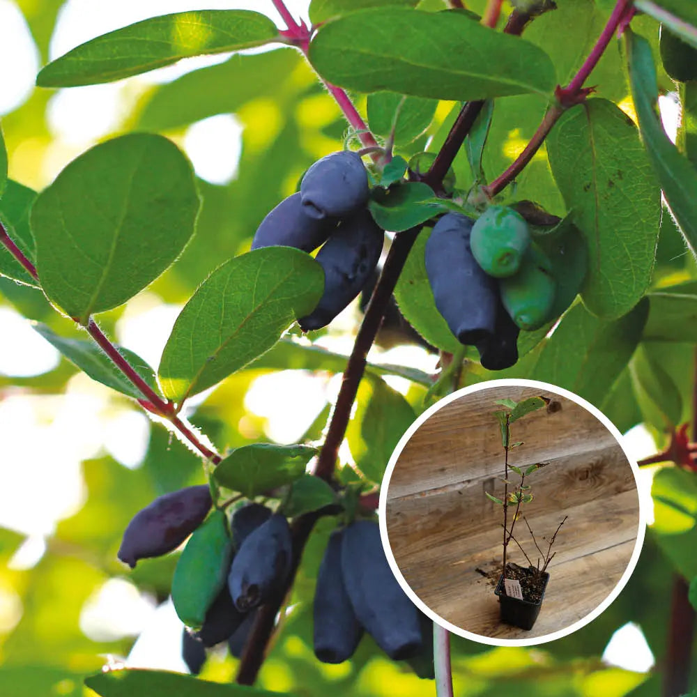 CHEVREFEUILLE COMESTIBLE KAMTCHATICA AB - PLANT 