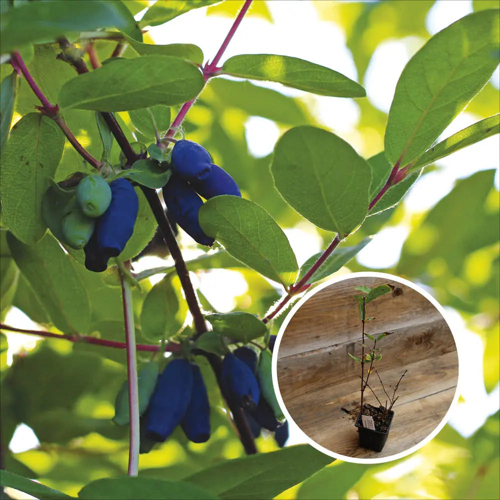 CHEVREFEUILLE COMESTIBLE RED WOOD AB - PLANT 