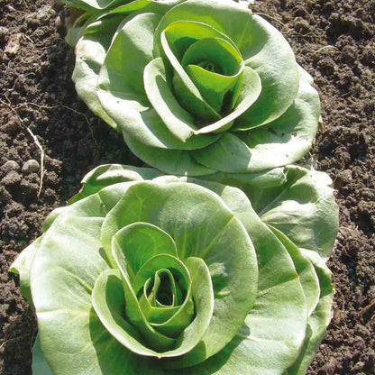 CHICOREE A LARGES FEUILLES GRUMOLO VERDE AB 