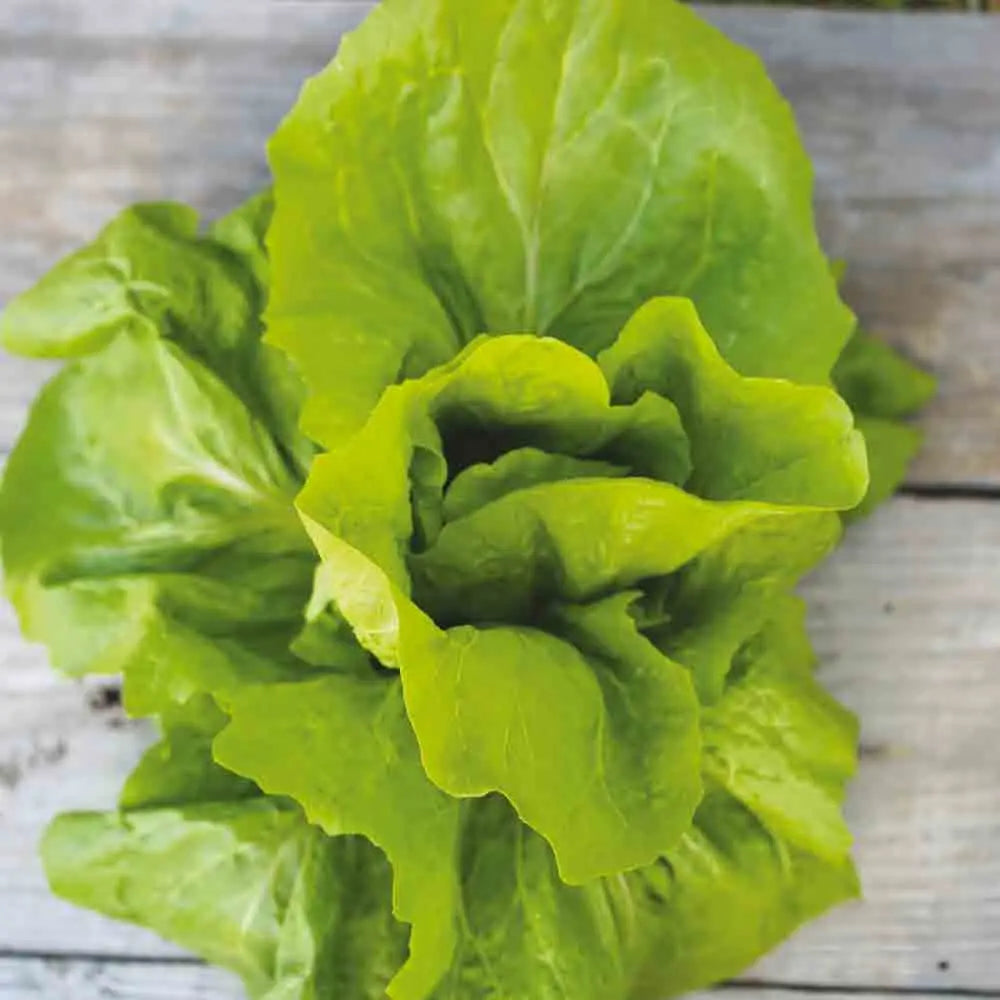 CHICOREE A LARGES FEUILLES PAIN DE SUCRE AB 