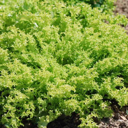 CHICOREE FRISEE GROSSE PANCALIERE AB 