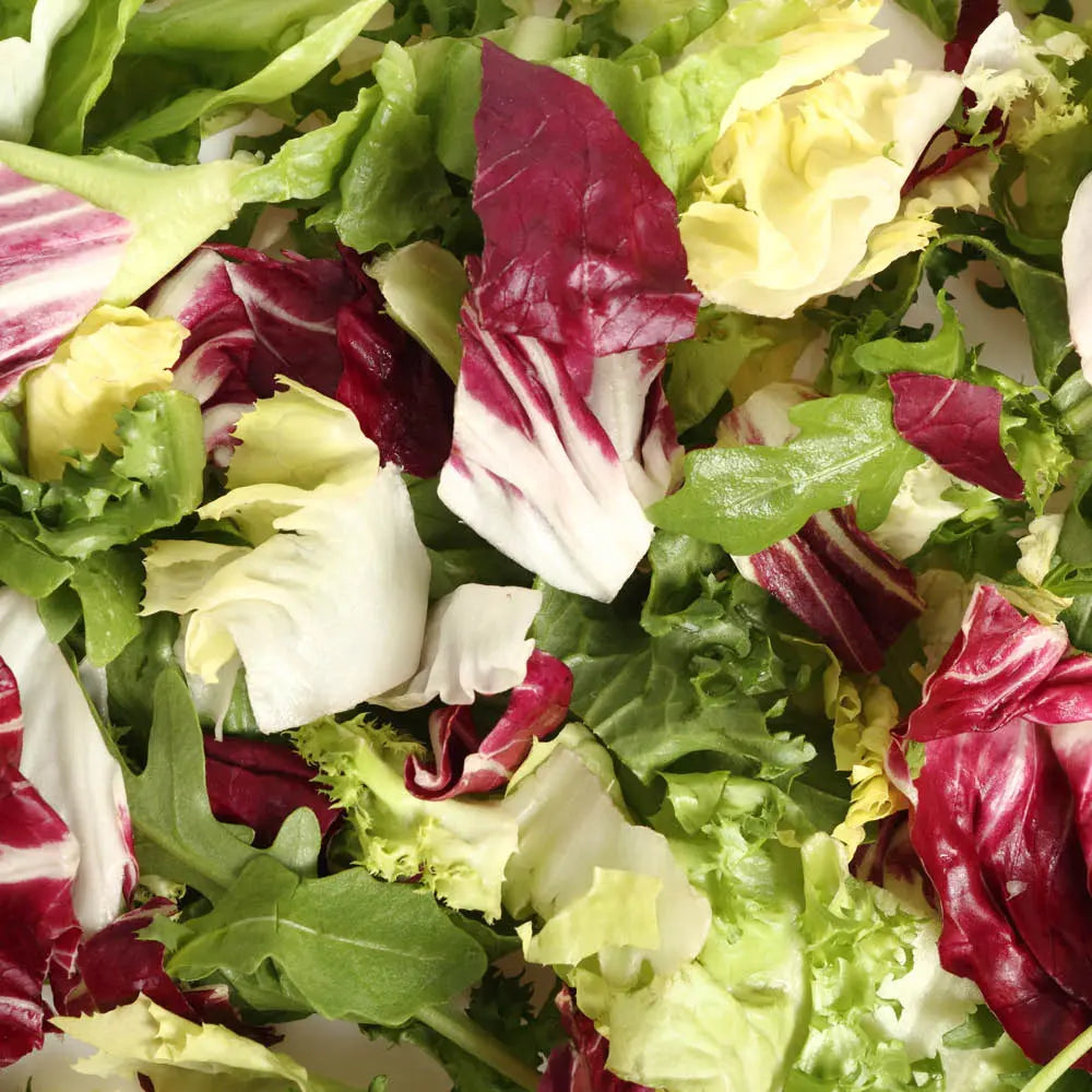 CHICOREES A LARGES FEUILLES EN MELANGE -12 VARIETES AB 