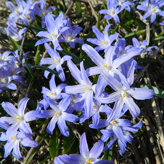 CHIONODOXA FORBESII 'BLUE' GLOIRE DES NEIGES AB 