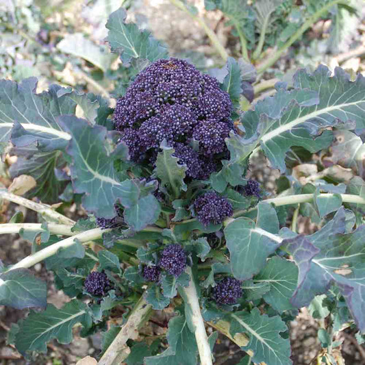 CHOU BROCOLI EARLY PURPLE SPROUTING AB 