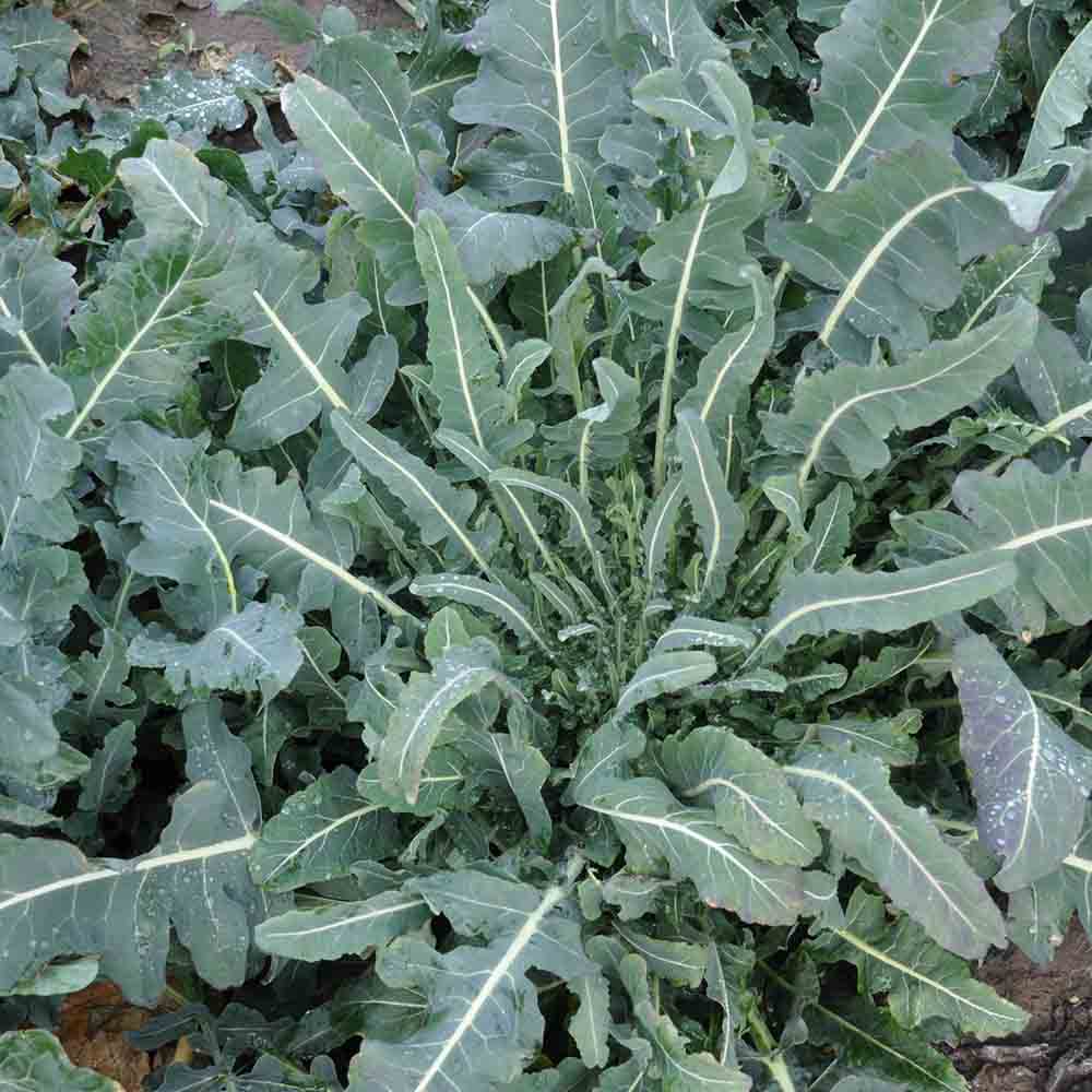 CHOU BROCOLI FIOLARO OU BROCOLI SAUVAGE AB 