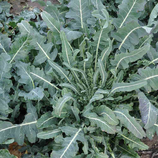 CHOU BROCOLI FIOLARO OU BROCOLI SAUVAGE AB 