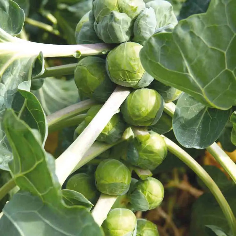 CHOU DE BRUXELLES GRONINGER AB 