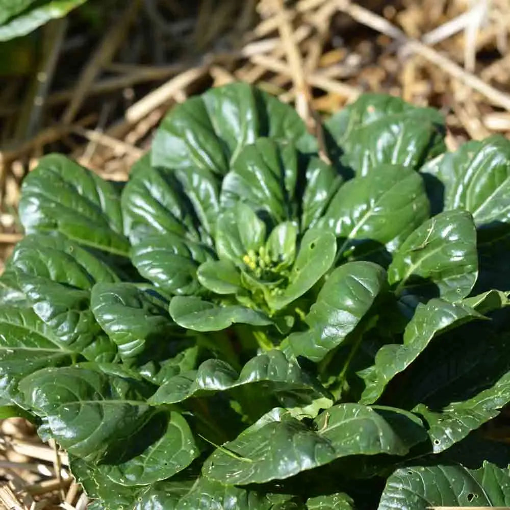 CHOU DE CHINE PAK CHOI TATSOI AB 
