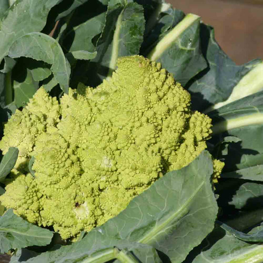 CHOU FLEUR ROMANESCO NATALINO  AB - PLANT 
