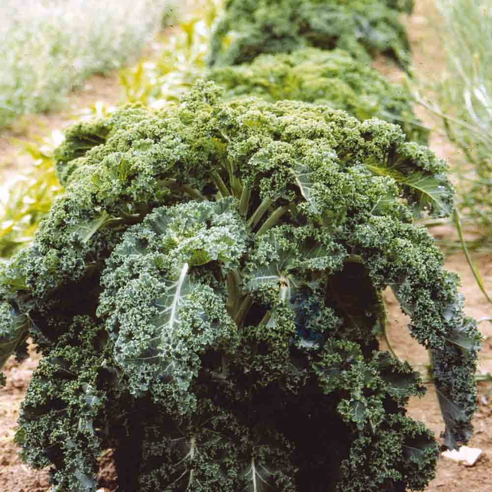 CHOU FRISE KALE BRANCHU DU POITOU AB 