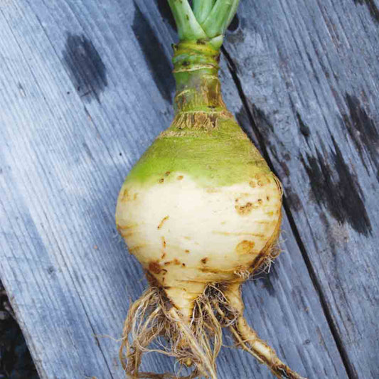 CHOU NAVET RUTABAGA JAUNE A COLLET VERT AB 