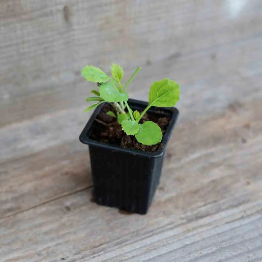 CHOU PERPETUEL DAUBENTON AB - PLANT 