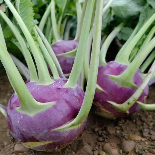 CHOU RAVE DYNA AB 