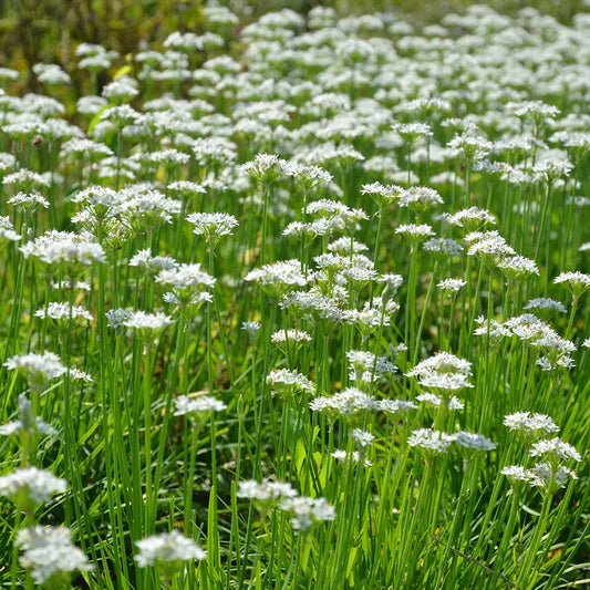 CIBOULE BLANCHE AB 